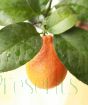 Red Lime (Rangpur)