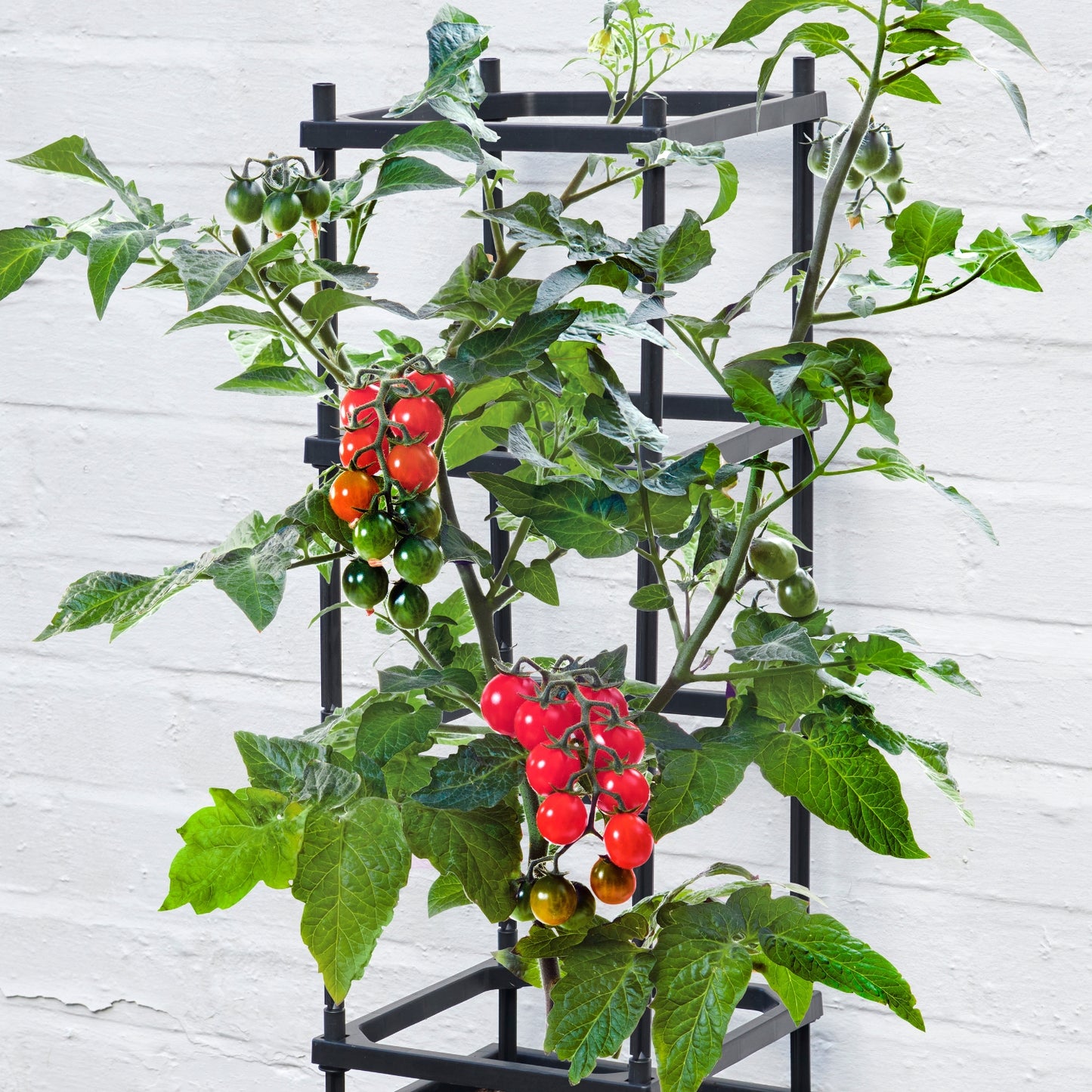 4 Tier Tomato Planter & Trellis