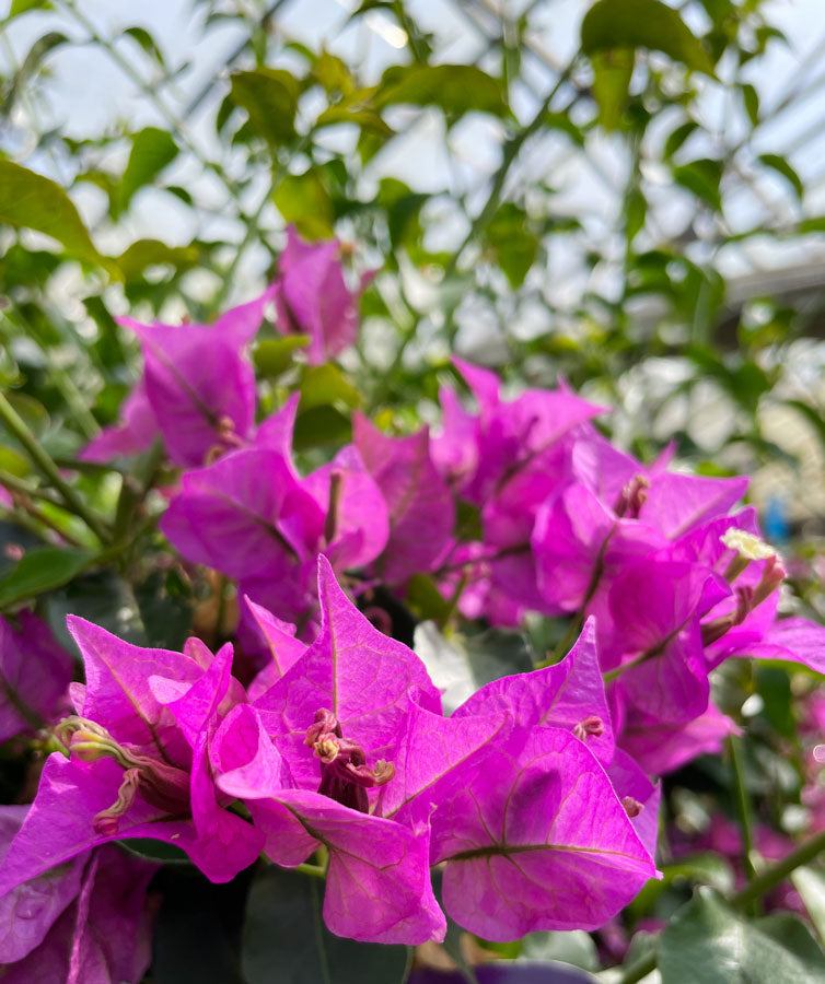Bougainvillea