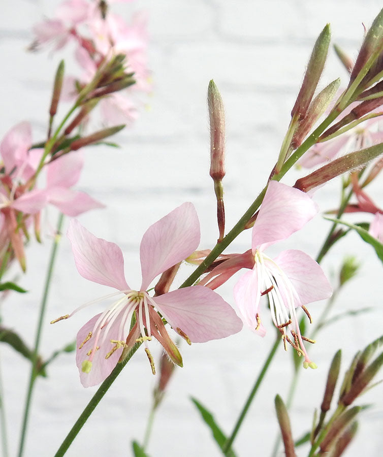 Gorgeous Gaura - Pink