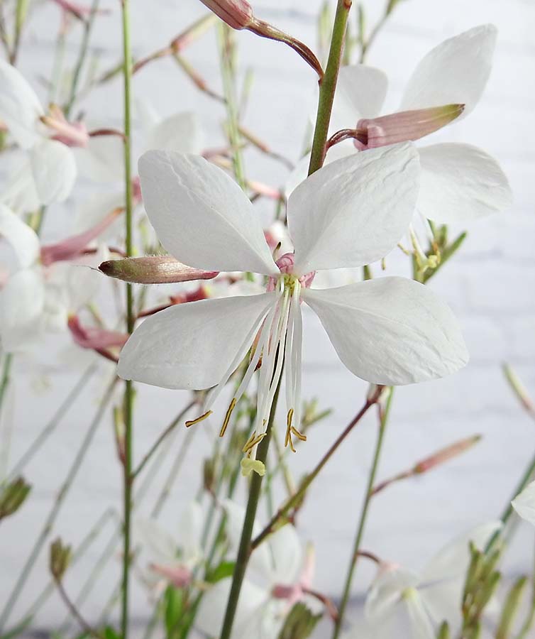 Gorgeous Gaura - White