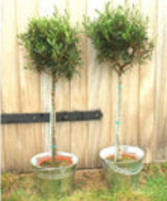 Pair of Large Olive Trees