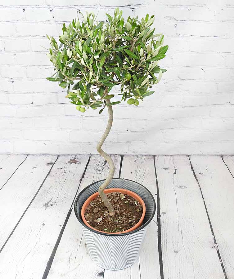 Spiral Stem Large Olive Tree