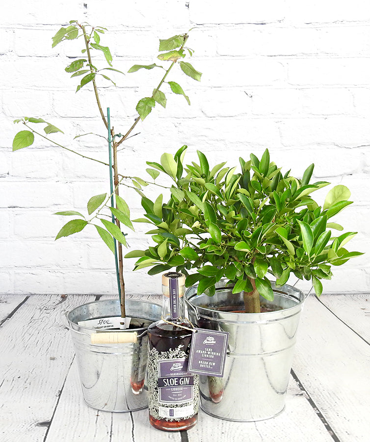 Sloe Gin Set