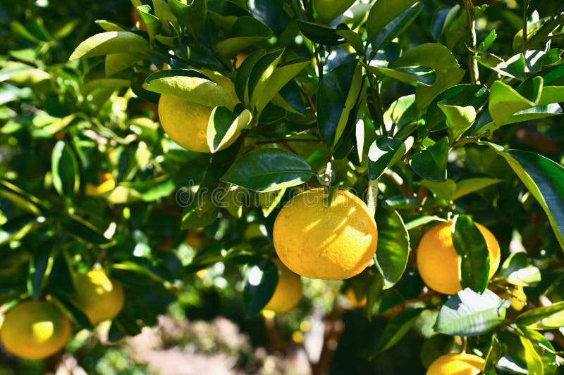 Yuzu Lemon