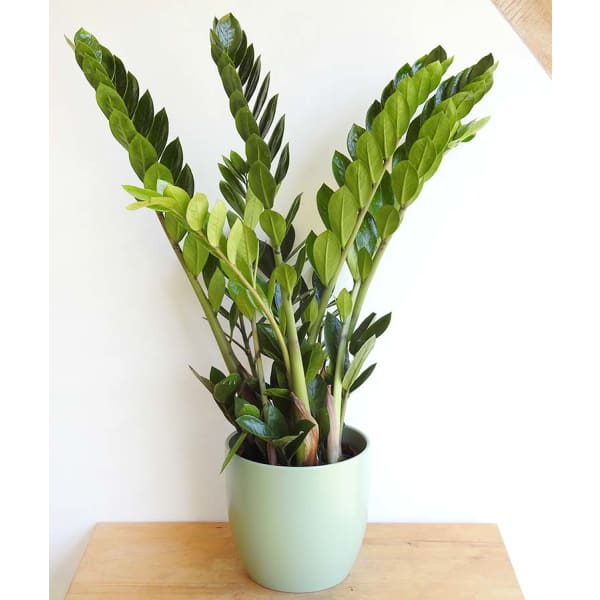 Zanzibar Gem - Indoor Plants