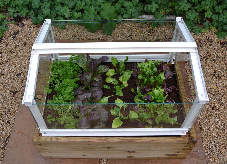 Herb & Salad Cloche Planter