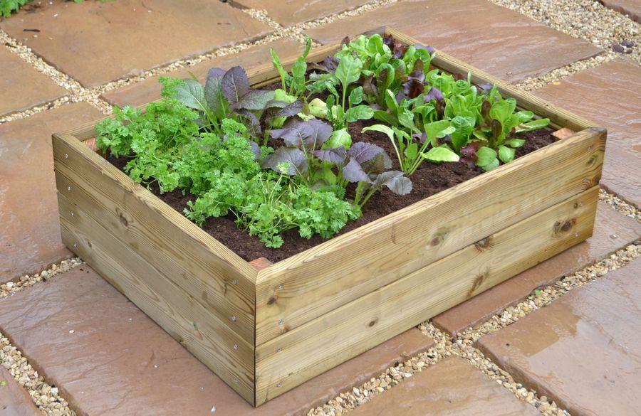 Herb & Salad Cloche Planter