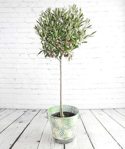 Large Olive Tree - Garden Shop Online