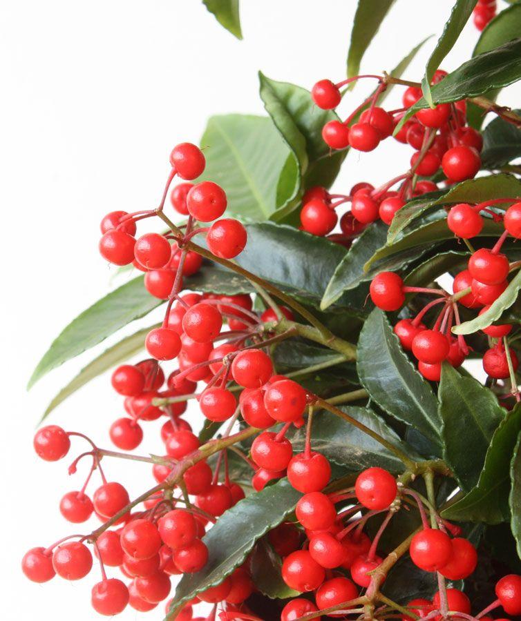 Coral Berry Plant
