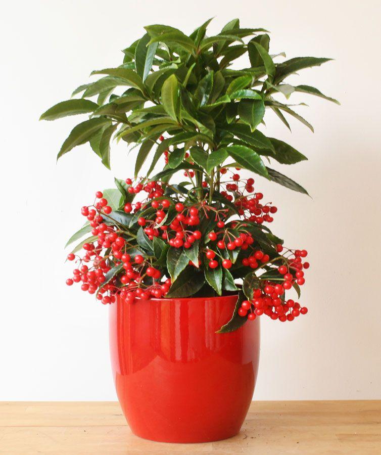 Coral Berry Plant