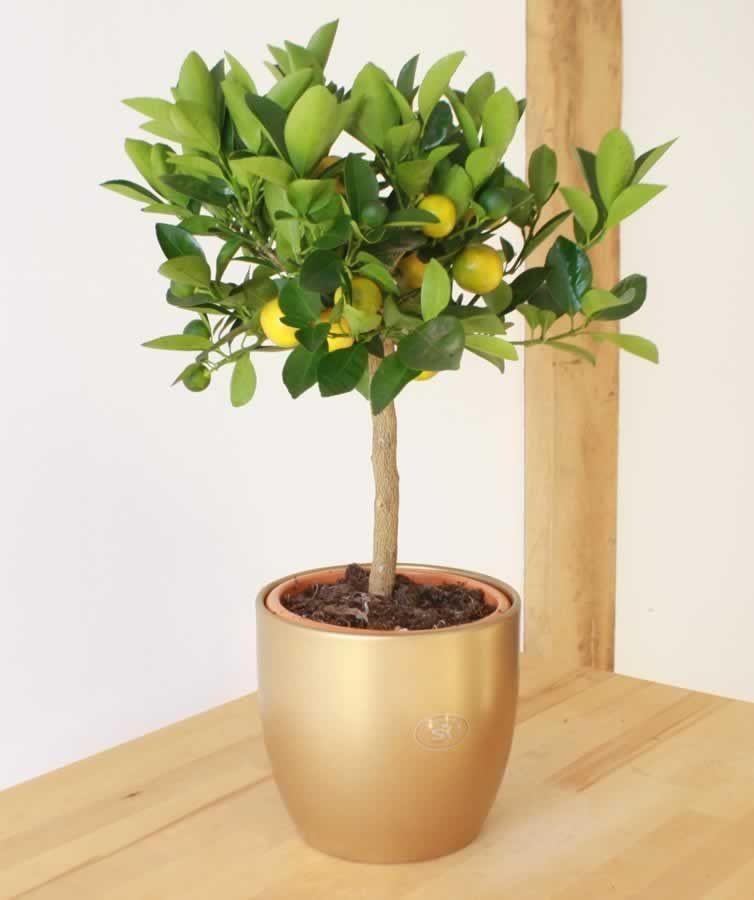 Sloe Gin Set - Garden Shop Online UK Online Garden Centre