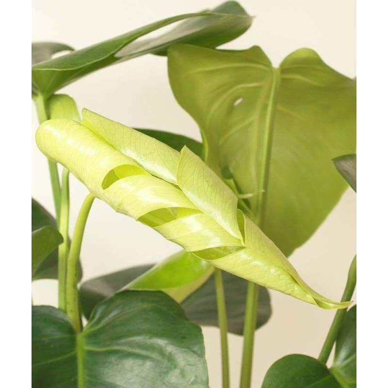 Large Cheese Plant - Indoor Plants