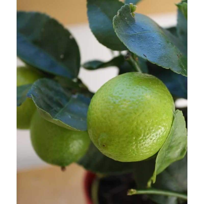 Large Lime Tree - Indoor Plants