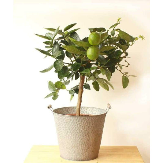 Large Lime Tree - Indoor Plants