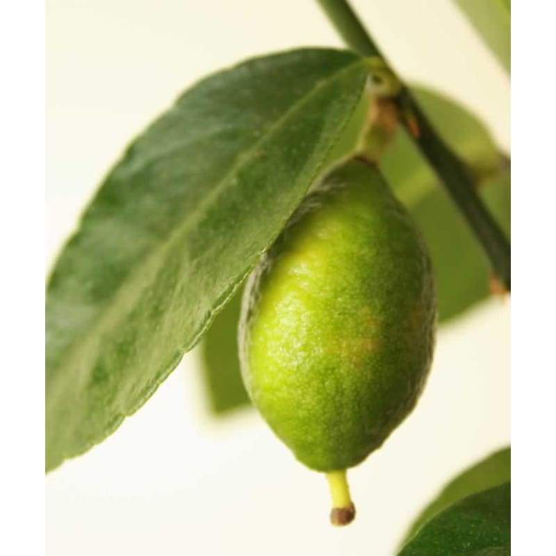 Large Lime Tree - Indoor Plants