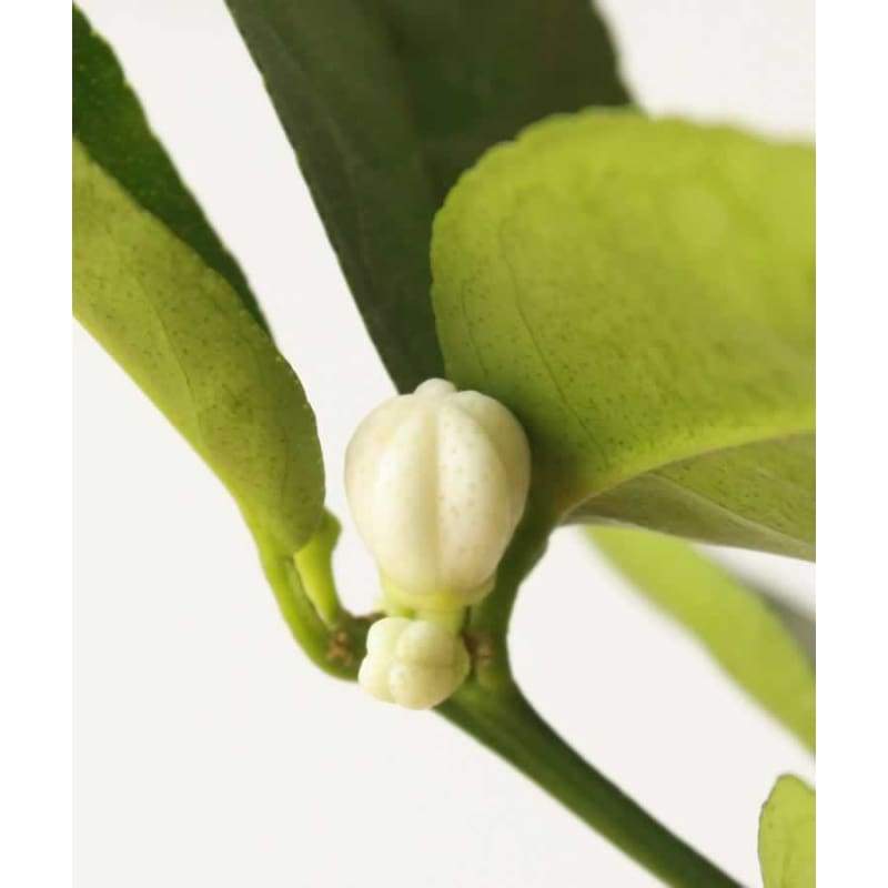 Large Lime Tree - Indoor Plants