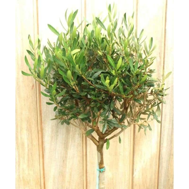 Pair Of Large Olive Trees - Garden Plants