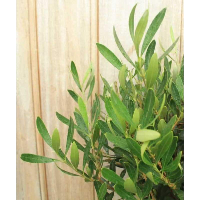 Pair Of Large Olive Trees - Garden Plants