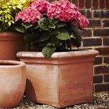 Terracotta Baytree Square Pot