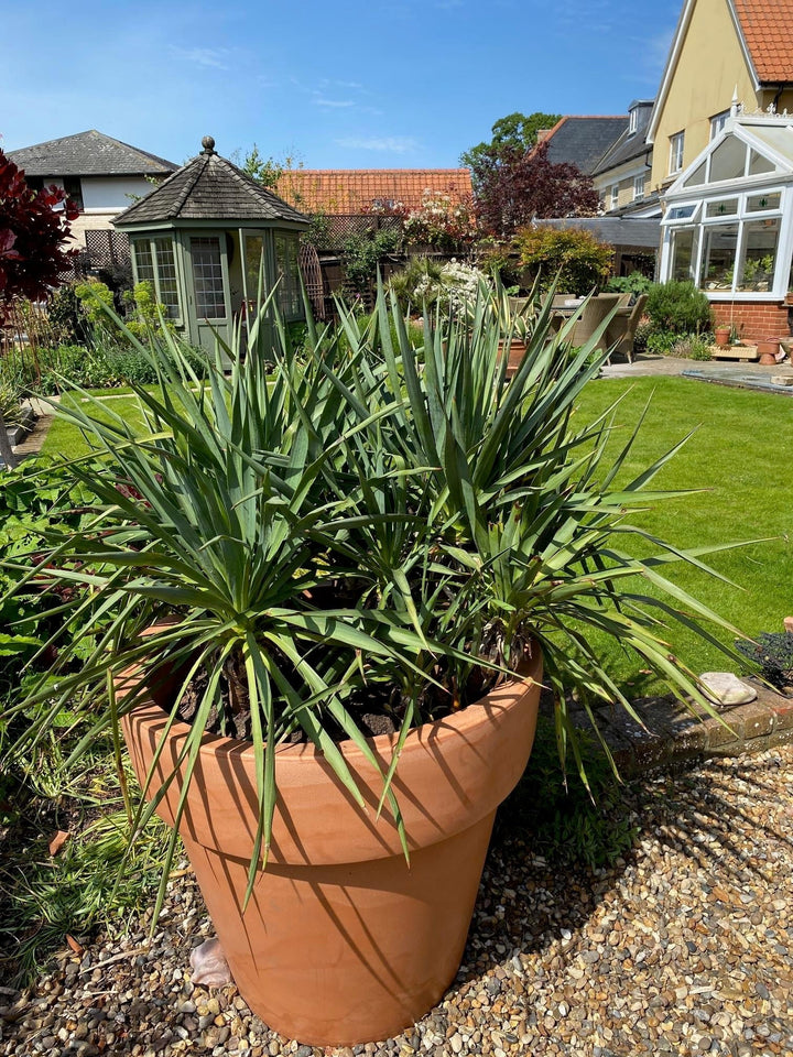 250 Litre Terracotta Plant Pot Planter