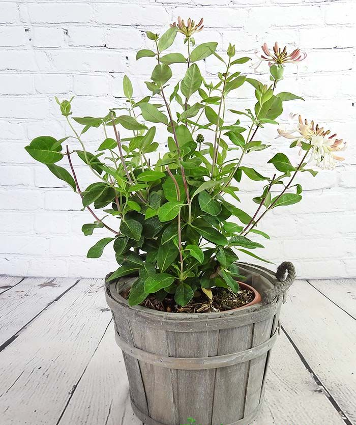 Patio Honeysuckle