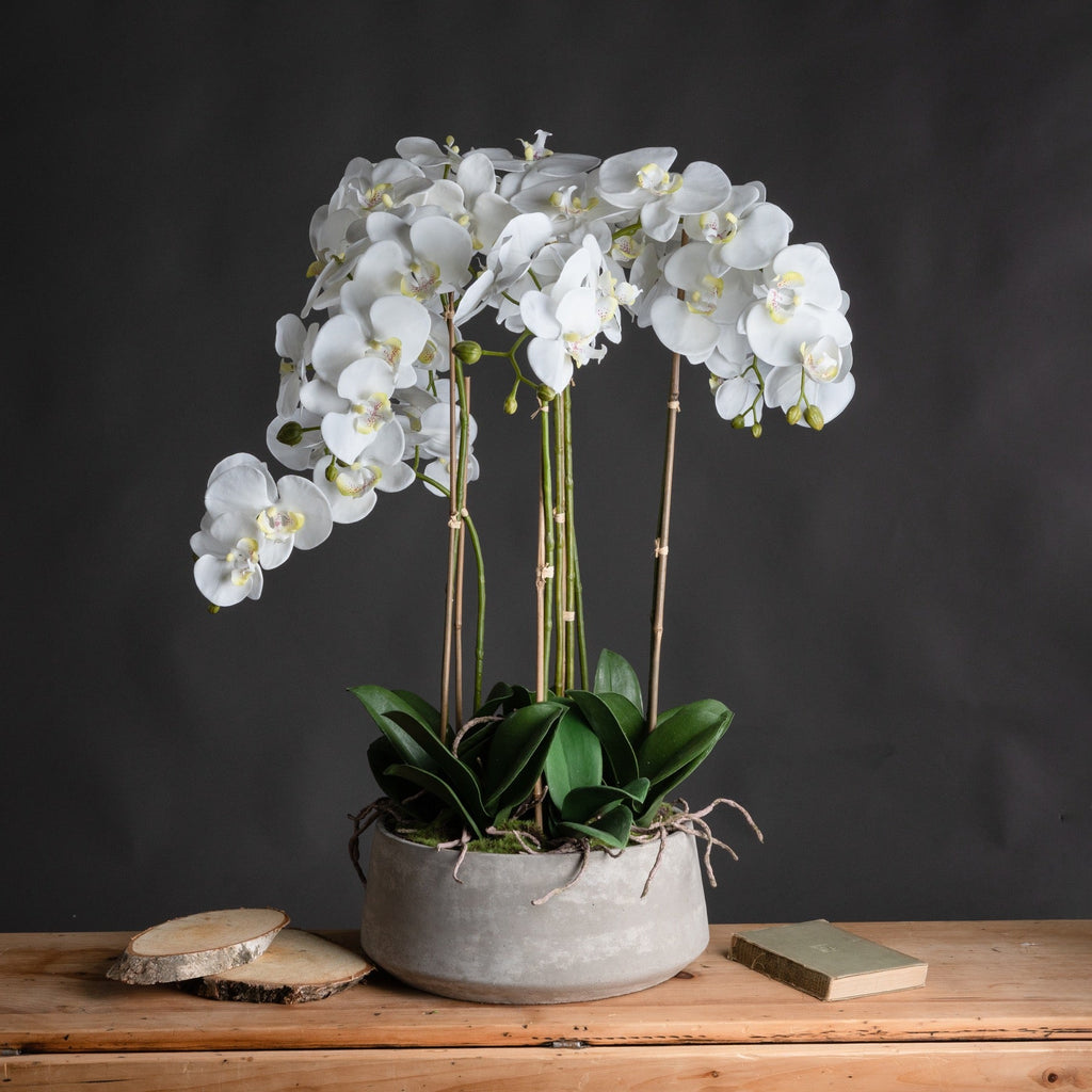 Kyoto Large White Orchid In Stone Pot