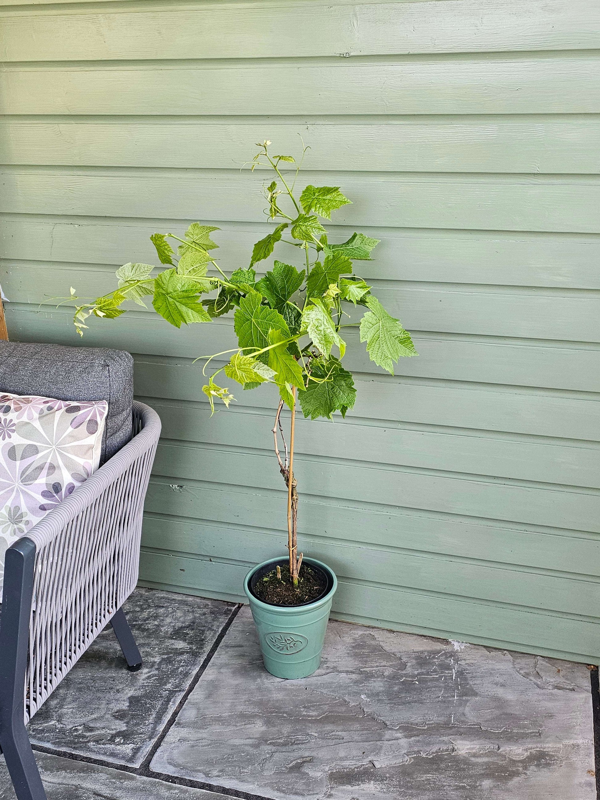 Muscat Grape - Garden Shop Online