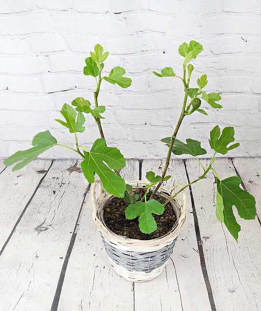 Young Fig Tree