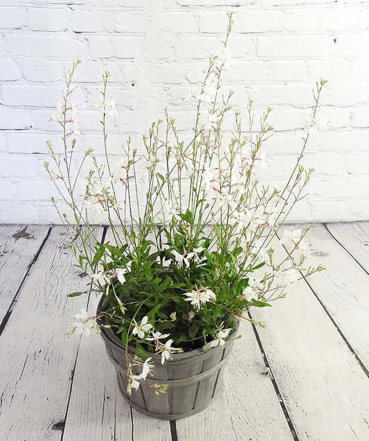 Gorgeous Gaura - White