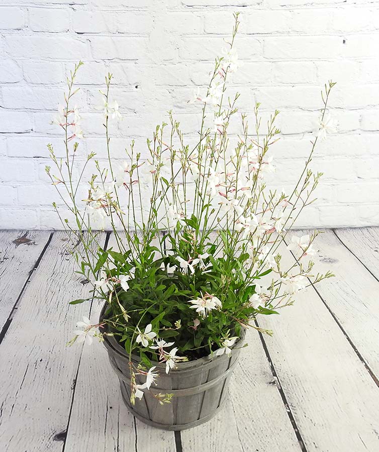 Gorgeous Gaura - White