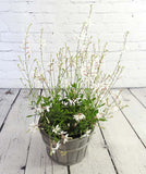 Gorgeous Gaura - White