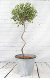 Spiral Stem Large Olive Tree