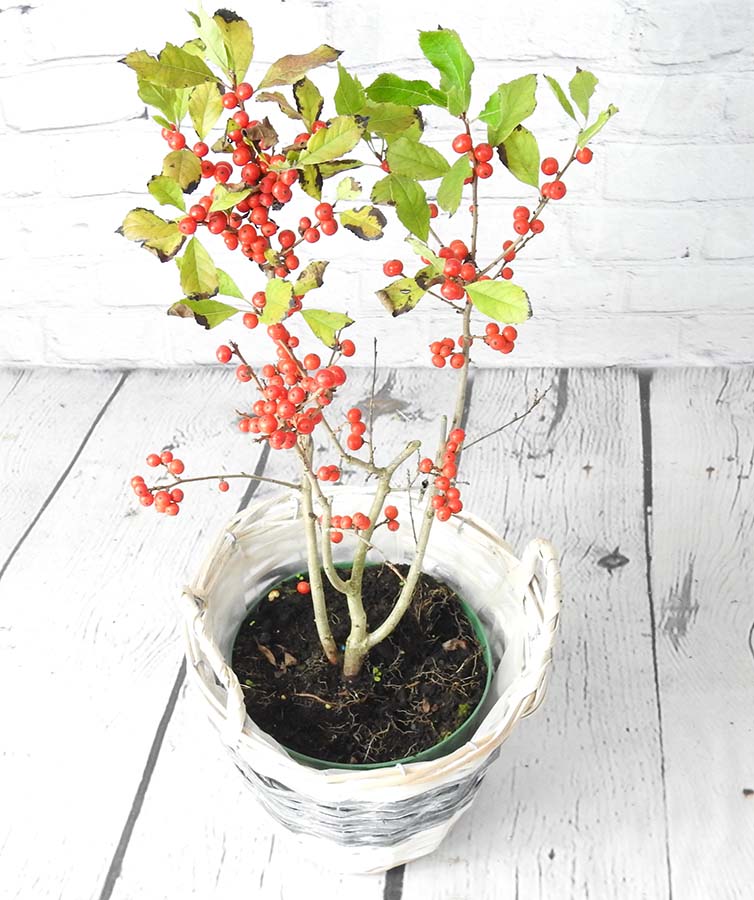 Winterberry - Jingle Bells