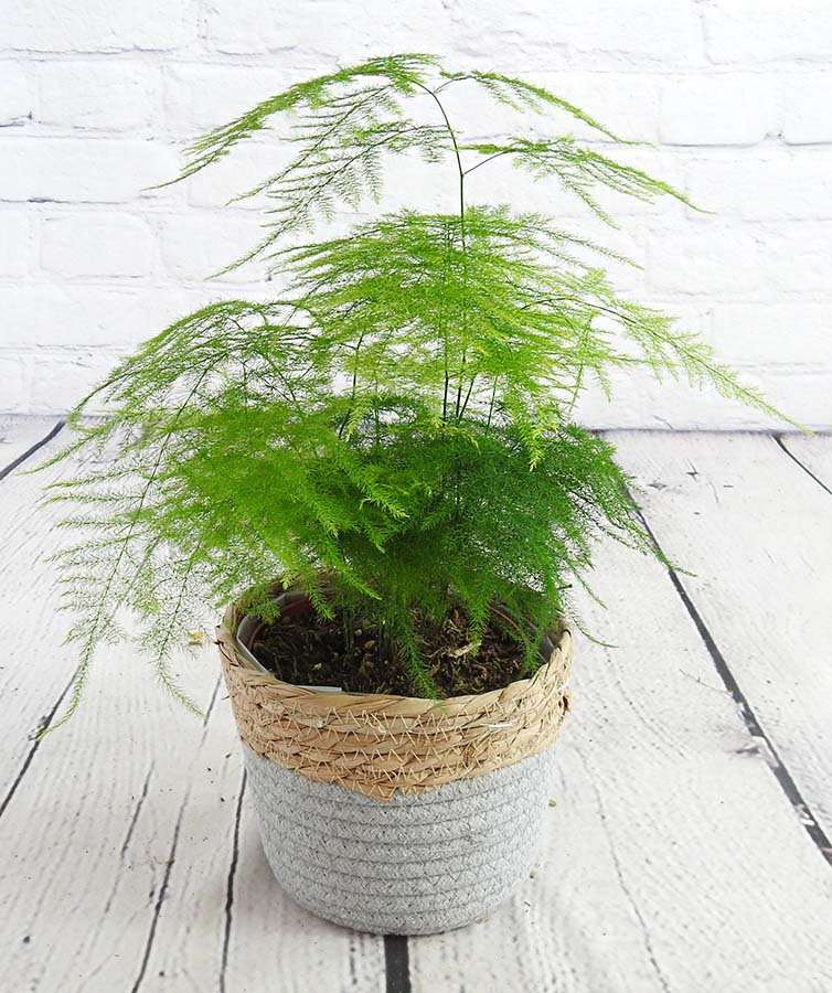 Asparagus Fern