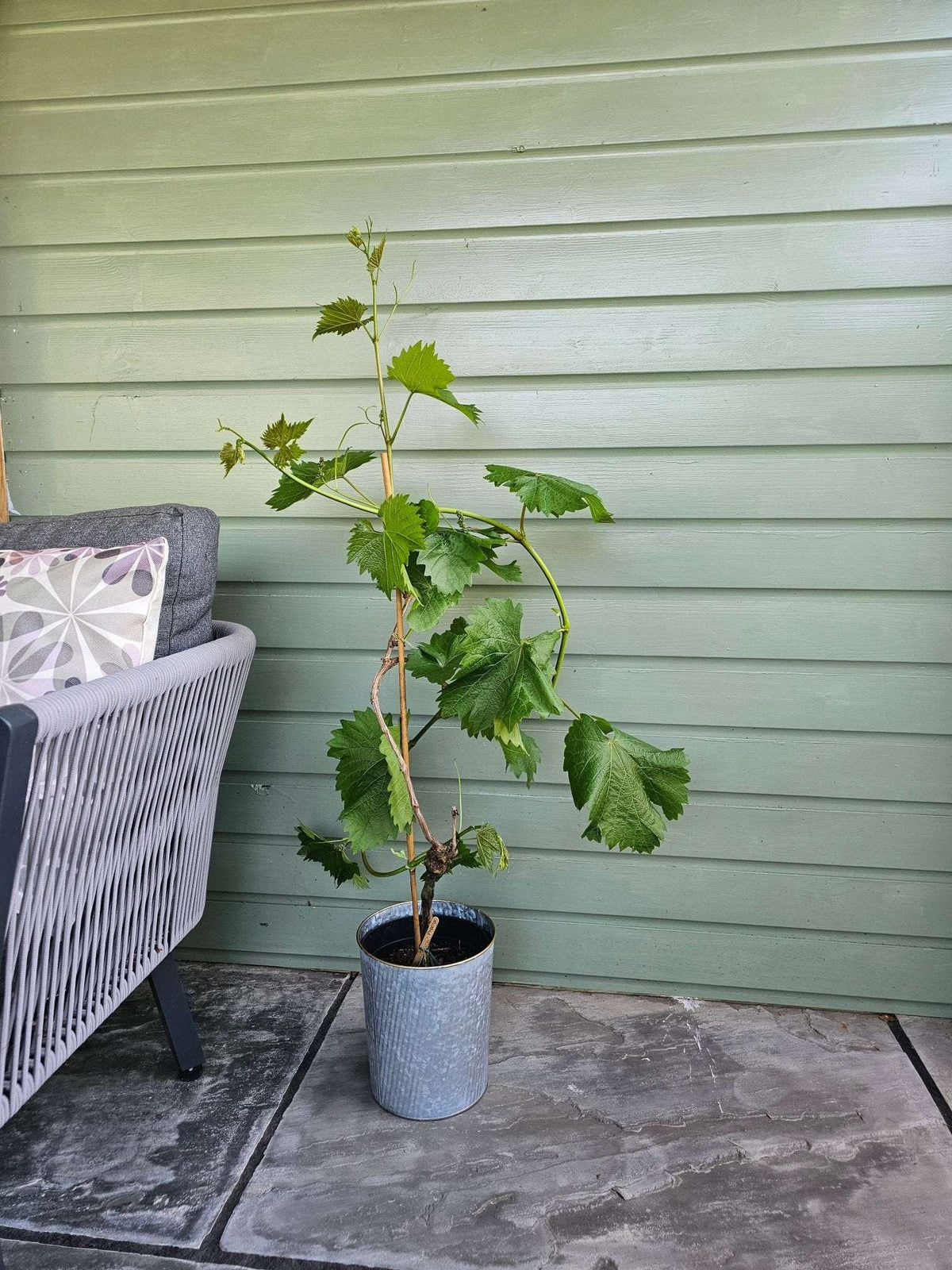 Chardonnay Grapevine