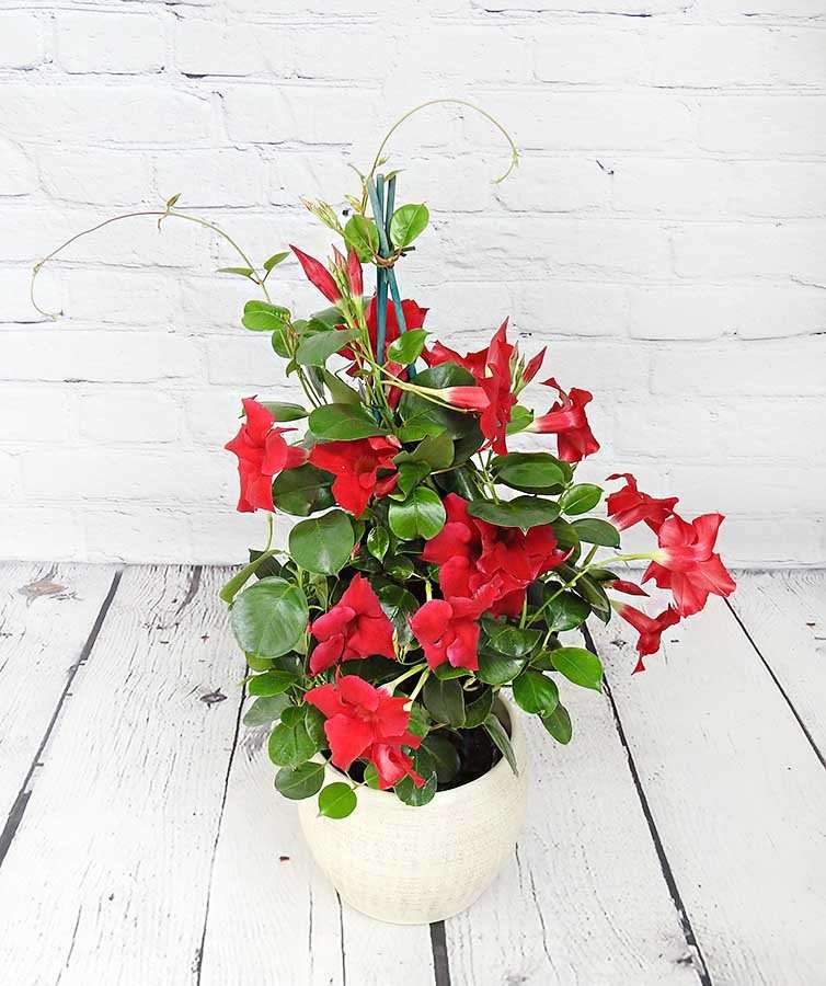 Tall Dipladenia