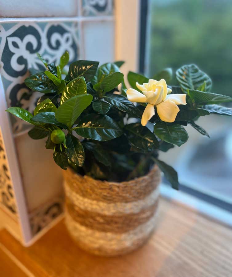 Gardenia Bush