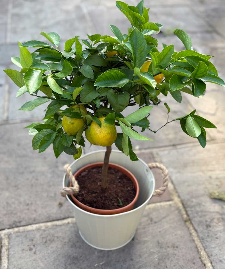 Large Lemon Meyer