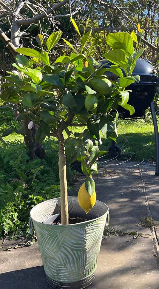 Large Lemon Tree - Garden Shop Online