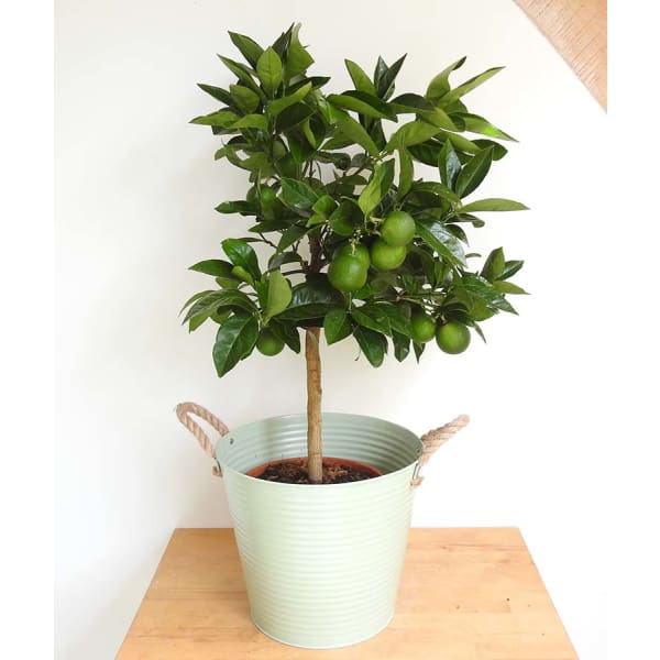 Large Orange Tree