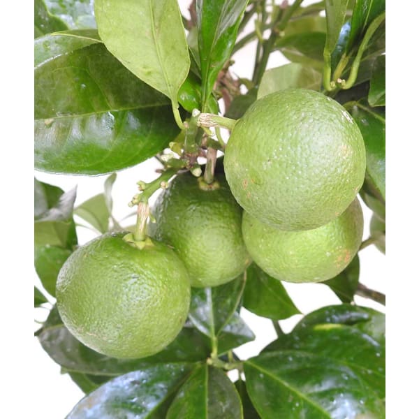 Large Orange Tree