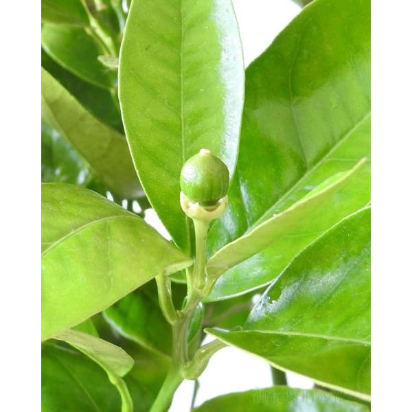 Large Orange Tree