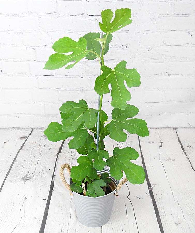 Young Fig Tree