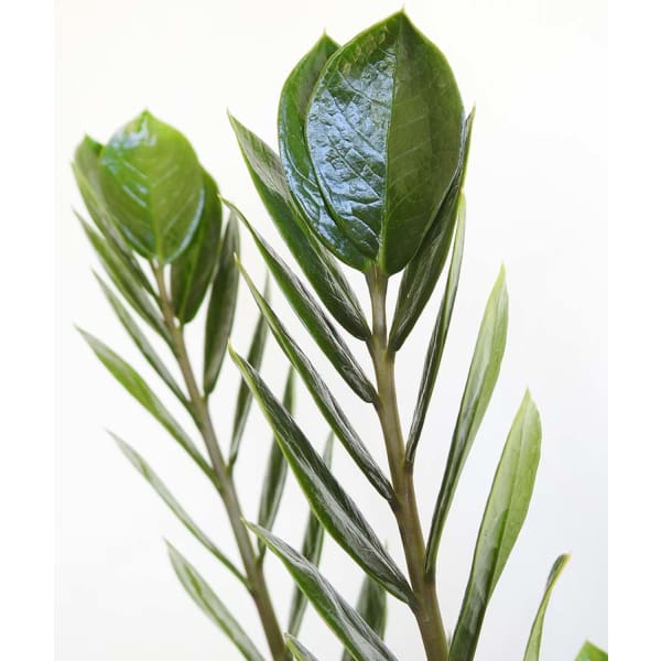 Zanzibar Gem - Indoor Plants