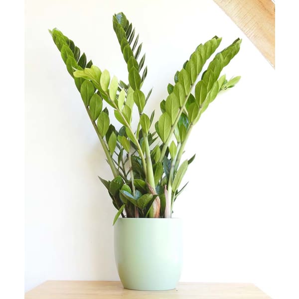 Zanzibar Gem - Indoor Plants