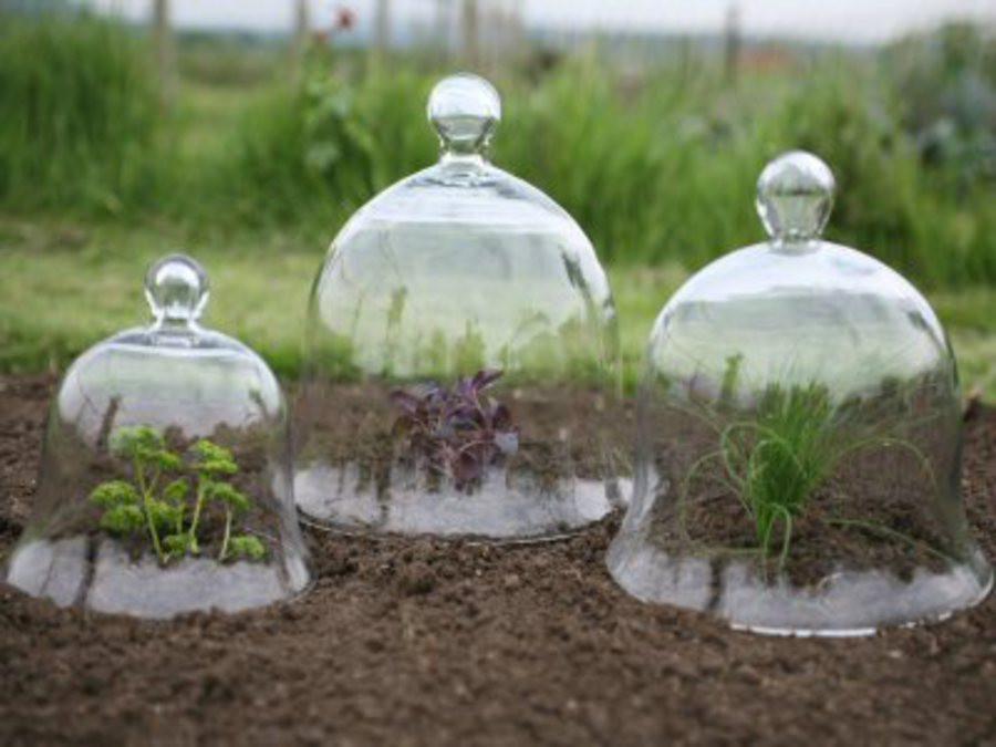 Victorian Glass Bell Jar Cloches - set of 3 - Garden Shop Online UK Online Garden Centre
 - 1