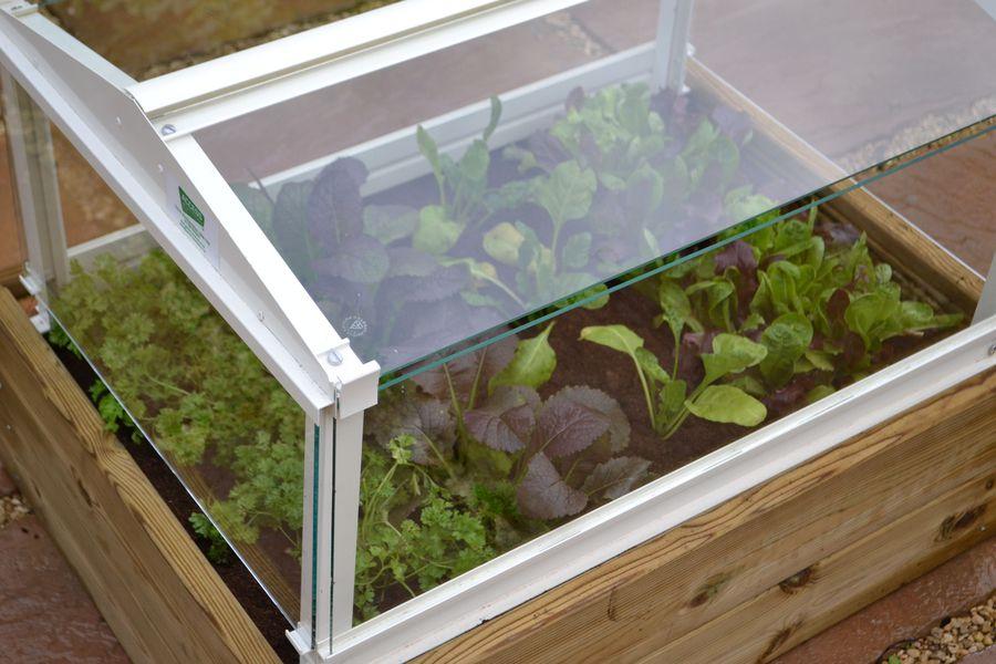 Herb & Salad Cloche Planter