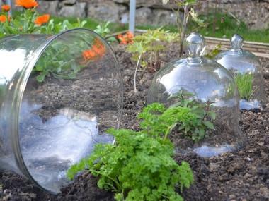 Victorian Glass Bell Jar Cloches - set of 3 - Garden Shop Online UK Online Garden Centre
 - 3