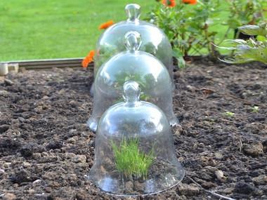 Victorian Glass Bell Jar Cloches - set of 3 - Garden Shop Online UK Online Garden Centre
 - 5